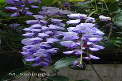 Wisteria sinensis